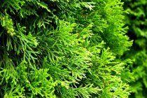 Thuja Smaragd 175-200 cm Rotklump XXL Thuja Smaragd 175-200 cm Rotklump XXL