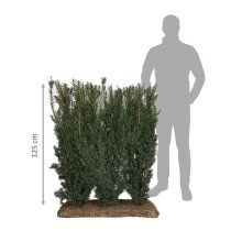 Idegran Färdig Häck 150 cm Idegran Färdig Häck 150 cm