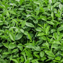 Vintergrön liguster 150-175 cm XXL Vintergrön liguster 150-175 cm XXL