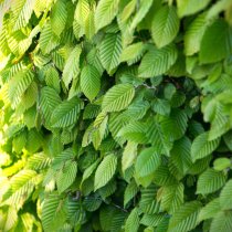 Avenbok 175-200 cm XXL PREMIUM Avenbok 175-200 cm XXL PREMIUM