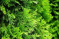 Thuja Smaragd 60-80 cm Rotklump Thuja Smaragd 60-80 cm Rotklump